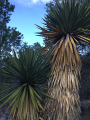 Yucca filifera