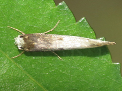 Tinea occidentella