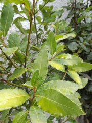 Laurus