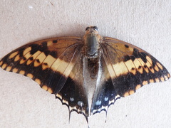 Charaxes saturnus saturnus