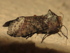 Mouralia tinctoides