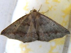 Prochoerodes forficaria