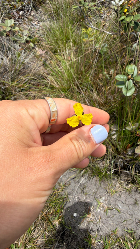 Xyris complanata observed 2026-06-21