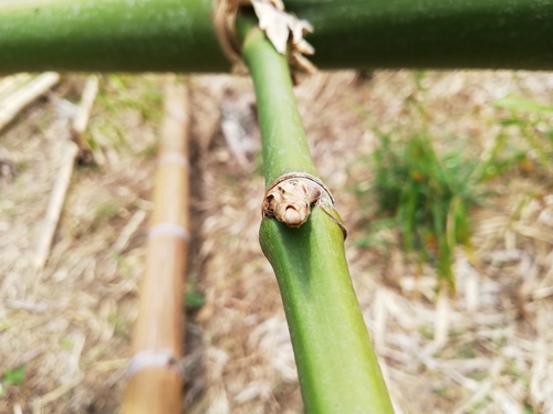 Guadua angustifolia - Whole tree