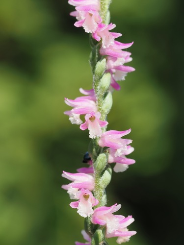 austral ladies'-tresses