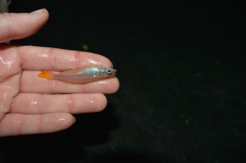 Cairns rainbowfish (Cairnsichthys rhombosomoides) — Melanotaeniidae — 2