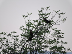 Quiscalus mexicanus