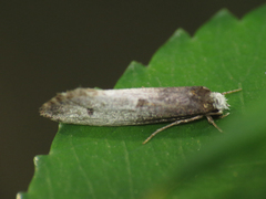 Tinea occidentella
