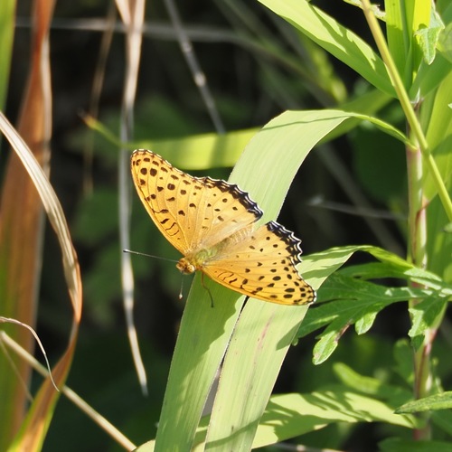Tropical Fritillary