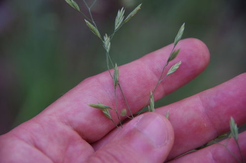 Image of Festuca versuta by (c) Eric Knight, some rights reserved (CC BY)