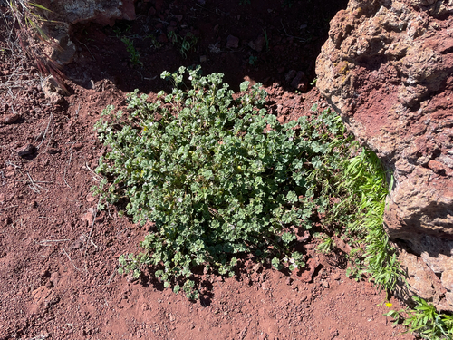 Malva neglecta observed 2026-06-28
