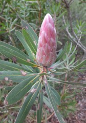 Protea × hybrida