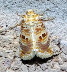 Diastema tigris