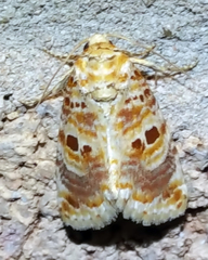 Diastema tigris