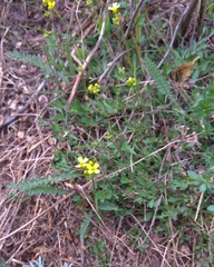 Draba sibirica