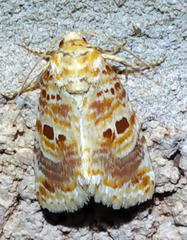 Diastema tigris