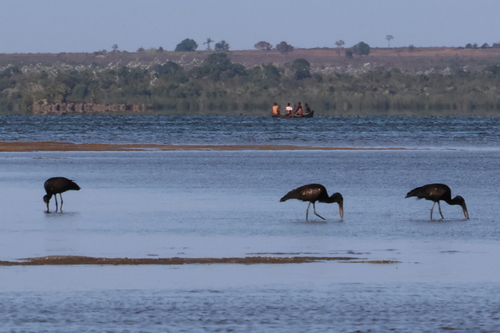 iNaturalist image