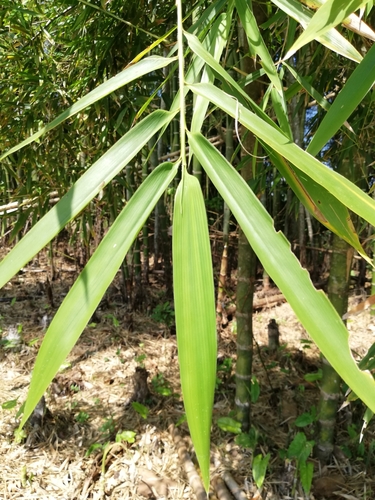 Guadua angustifolia - Leaves