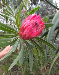 Protea × hybrida