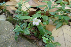Ruellia repens, photograph (c) Michael Berardozzi, some rights reserved (CC BY)