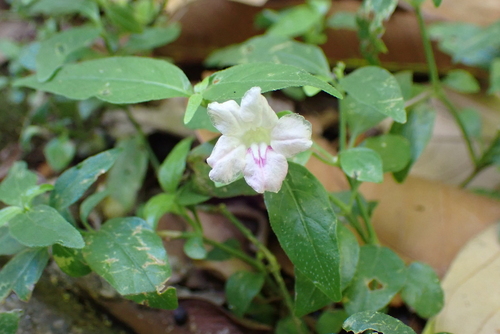 Ruellia repens, photograph 3