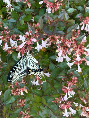 Chinese Yellow Swallowtail