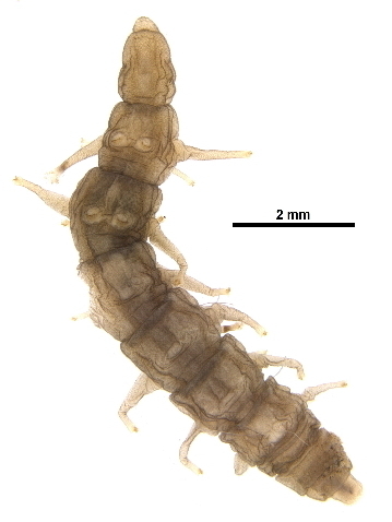 Oreoleptid Flies