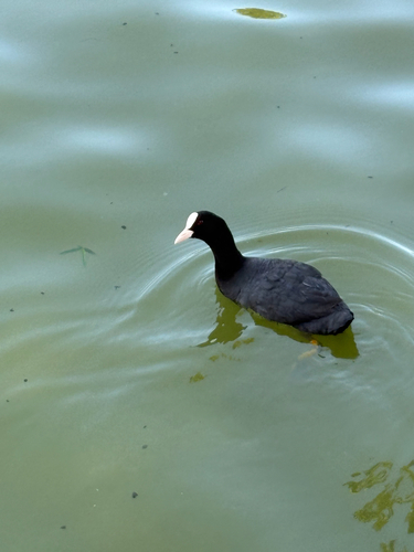 Eurasian Coot