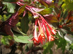 Fuchsia dependens