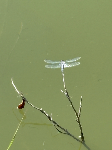 Deielia phaon