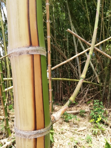Guadua angustifolia - Whole tree