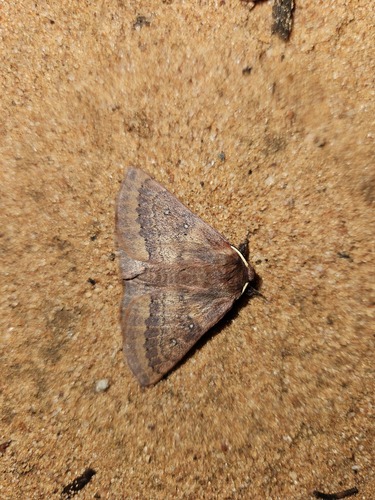 Anthela rubeola