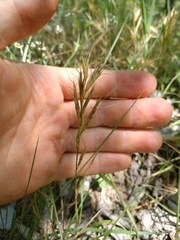 Bromus alopecuros