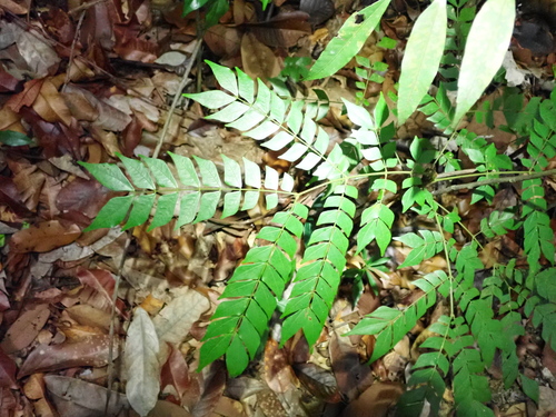 Archidendron clypearia