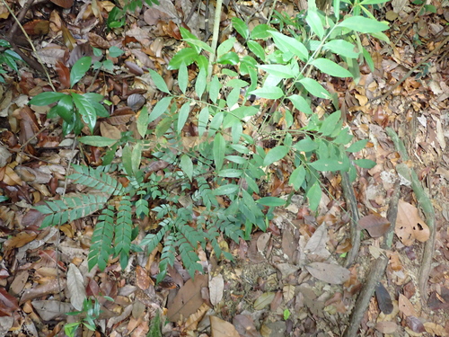 Archidendron clypearia, photograph 2