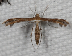 Dejongia californicus