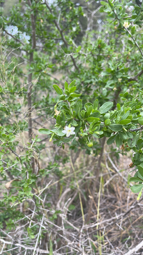 African boxthorn