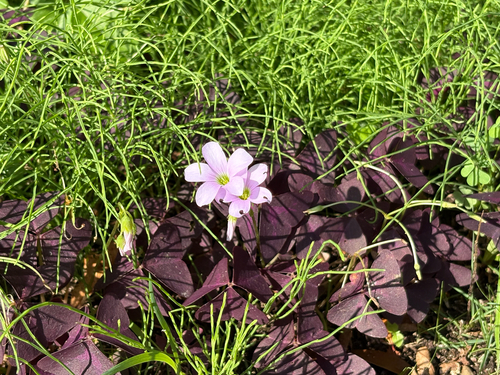 false shamrock