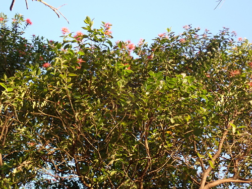 Metrosideros vitiensis, photograph 6