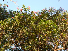 Metrosideros vitiensis, photograph (c) Neal Kelso, some rights reserved (CC BY)