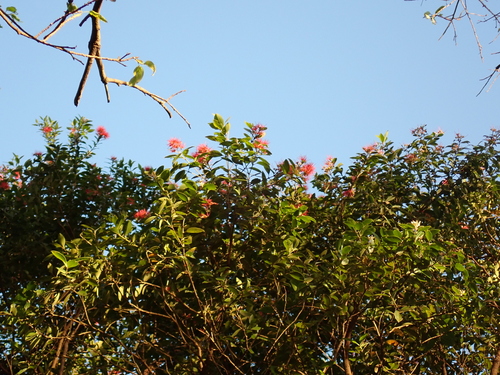 Metrosideros vitiensis observed 2026-06-17
