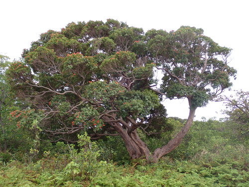 Metrosideros vitiensis observed 2026-06-18