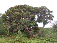 Metrosideros vitiensis, photograph (c) Neal Kelso, some rights reserved (CC BY)