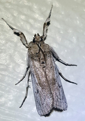 Melitara subumbrella