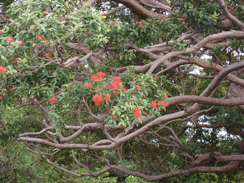 Metrosideros vitiensis, photograph 3