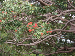 Metrosideros vitiensis, photograph (c) Neal Kelso, some rights reserved (CC BY)