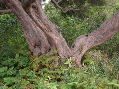 Metrosideros vitiensis, photograph (c) Neal Kelso, some rights reserved (CC BY)