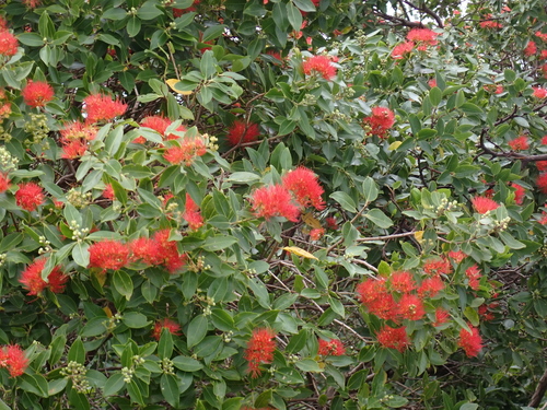 Metrosideros vitiensis observed 2026-06-18