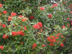 Metrosideros vitiensis