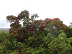 Metrosideros vitiensis, photograph (c) Neal Kelso, some rights reserved (CC BY)